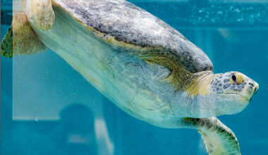 Long Beach aquarium doubles the size of its sea turtle rehab center • Long Beach Post News