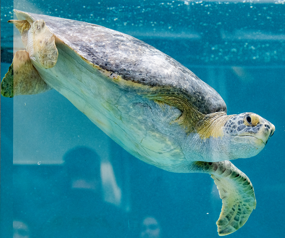 Long Beach aquarium doubles the size of its sea turtle rehab center • Long Beach Post News
