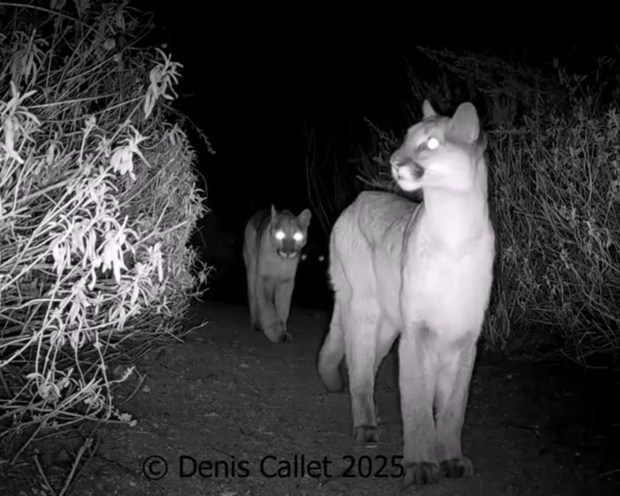 A still from a video captured by Denis Callet at the Arroyos and Foothills Rosemont Preserve in La Crescenta, The video and image is from December 2025. Callet said he frequently saw footage of a female mountain lion with her juvenile on the preserve (image courtesy of Denis Callet and the Arroyos and Foothills Conservancy)