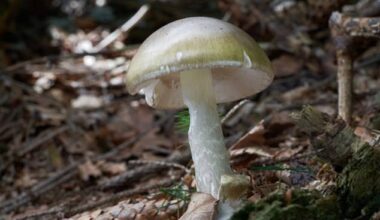 Death cap mushrooms kill three and leave others needing organ transplants as DOZENS of California foragers hospitalized