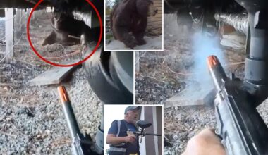 Exclusive | Inside The Bear League, California's paintball eviction experts