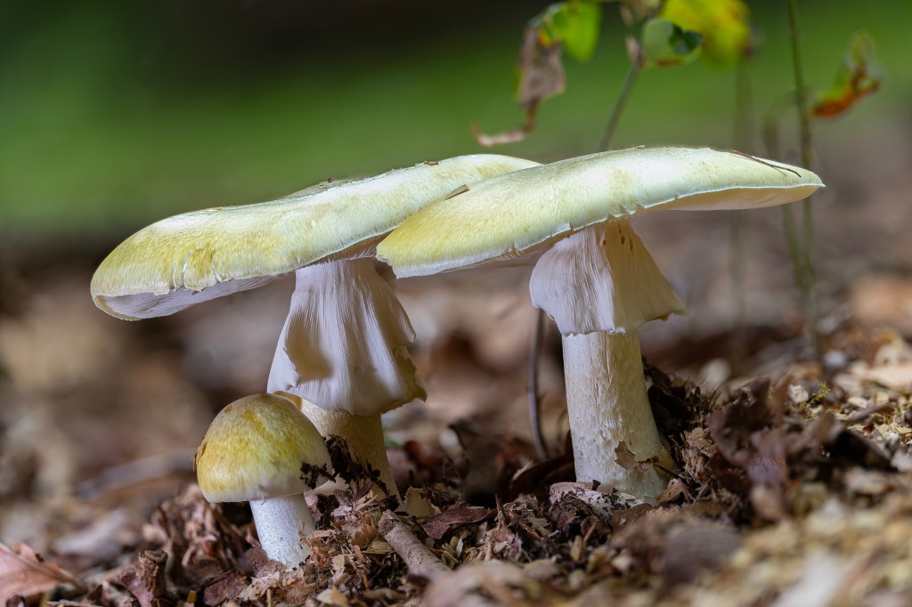 Three deadly poisonous death cap mushrooms, Amanita phalloides, at different growth stages, with greenish-yellow caps and white stems, growing among brown leaves and debris in a forest.