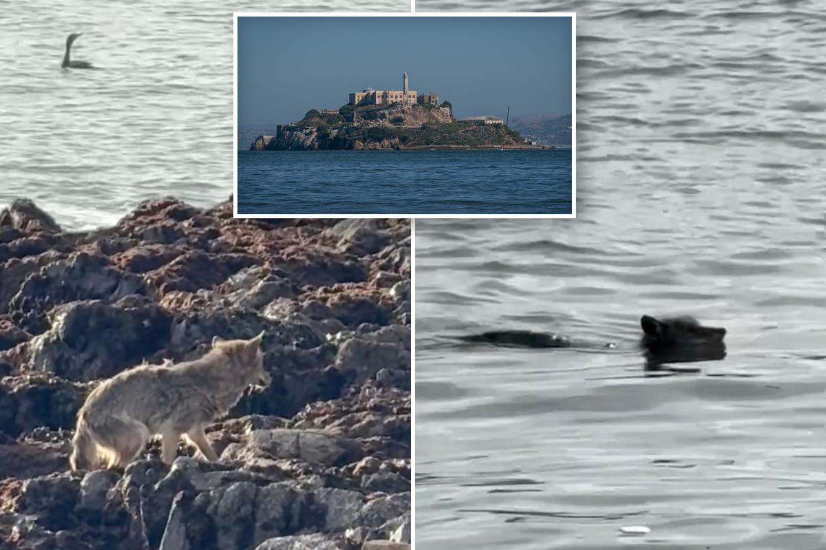 Coyote swims to Alcatraz in San Francisco