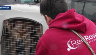 Sacramento's Red Rover marks 300 deployments aiding animals