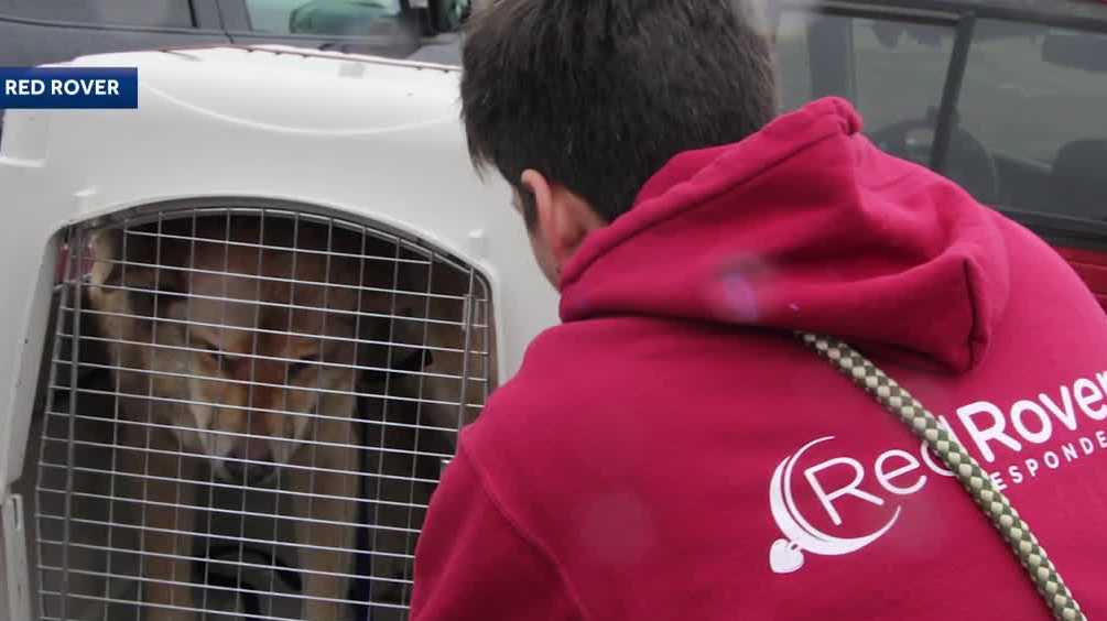 Sacramento's Red Rover marks 300 deployments aiding animals