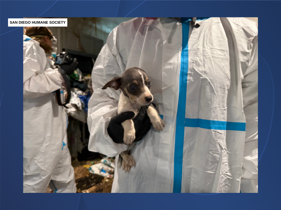 sdhs_home_dog_rescue4_123025.png