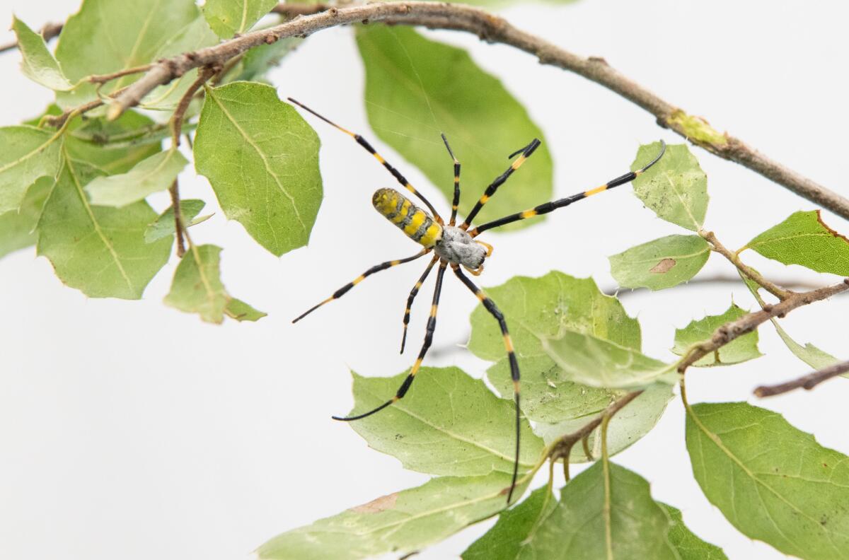 A bright yellow, long-bodied spider with long black and yellow legs on oak leaves.