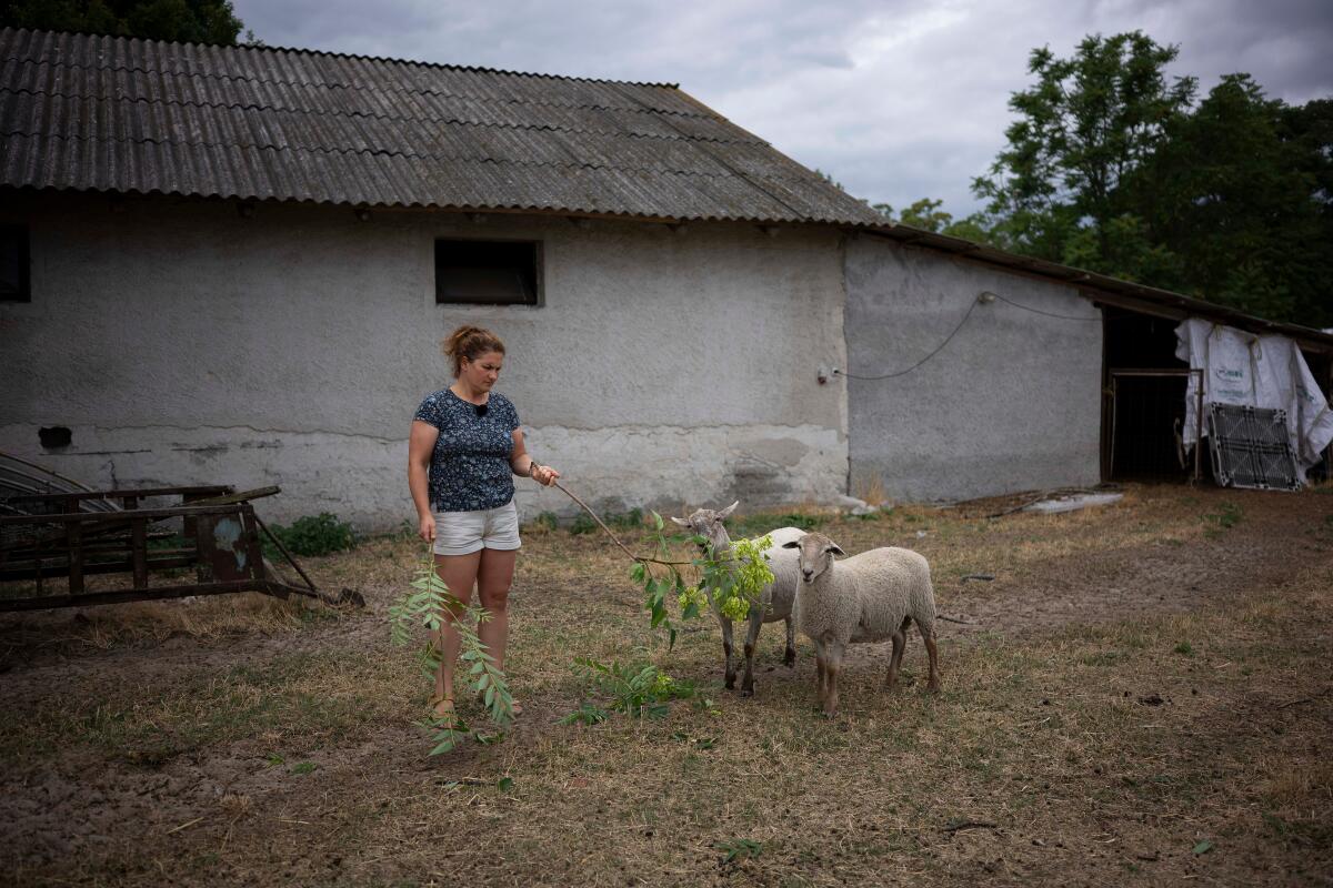 A woman holds a branch toward two sheep.