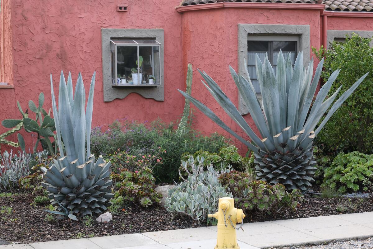  A view of a hacked up blue agave plant.