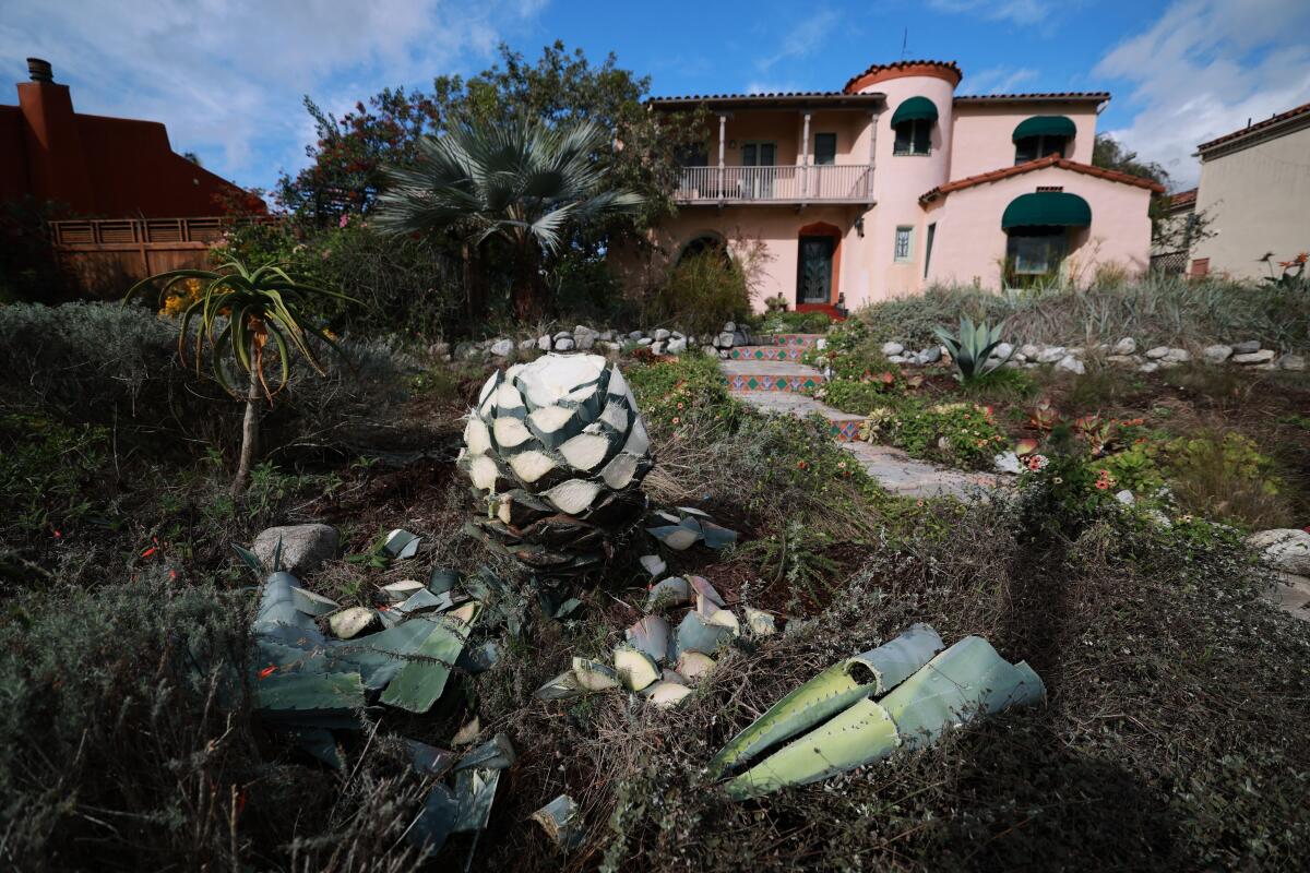  A view of a hacked up blue agave plant.