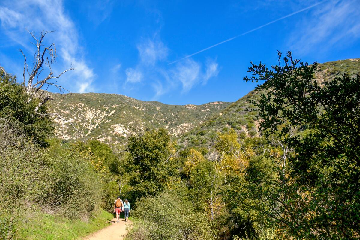 The trail to Montecito Hot Springs surrounded by trees and brush.