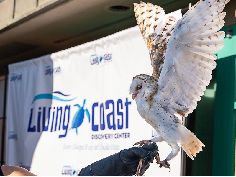 Search underway for Living Coast's next executive director