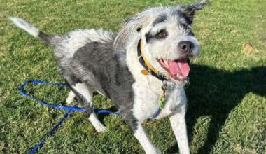 East Bay pets of the week for Jan. 9