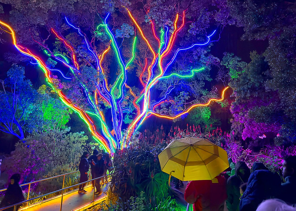 San Francisco Botanical Garden lights up the night with Lightscape – Santa Cruz Sentinel
