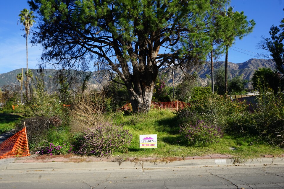 A large tree sits in the center of the frame with lots of overgrown brush beside a street curb.