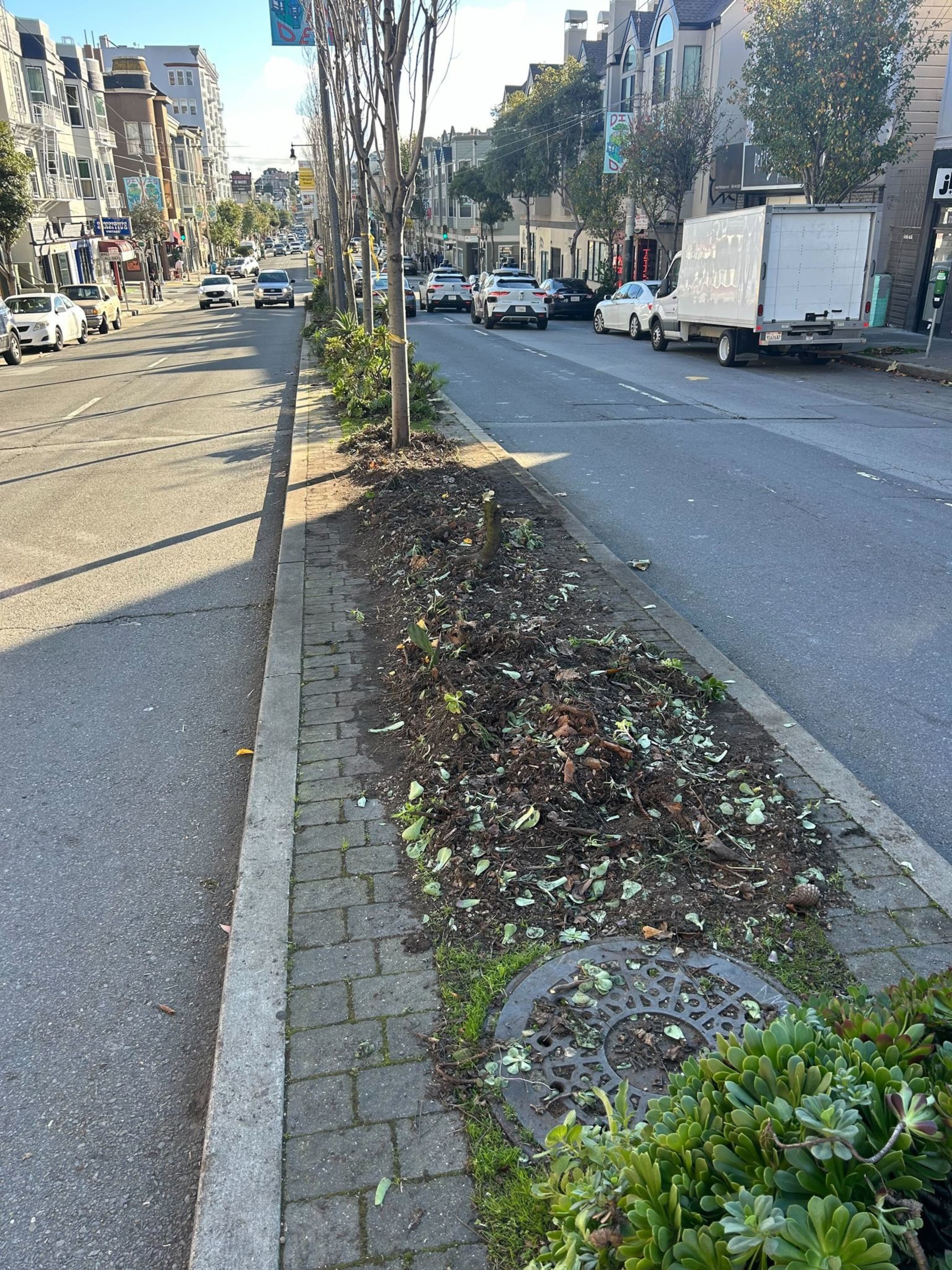 A city street with a central median strip containing tree trunks and scattered leaves, flanked by parked and moving vehicles under a clear sky.