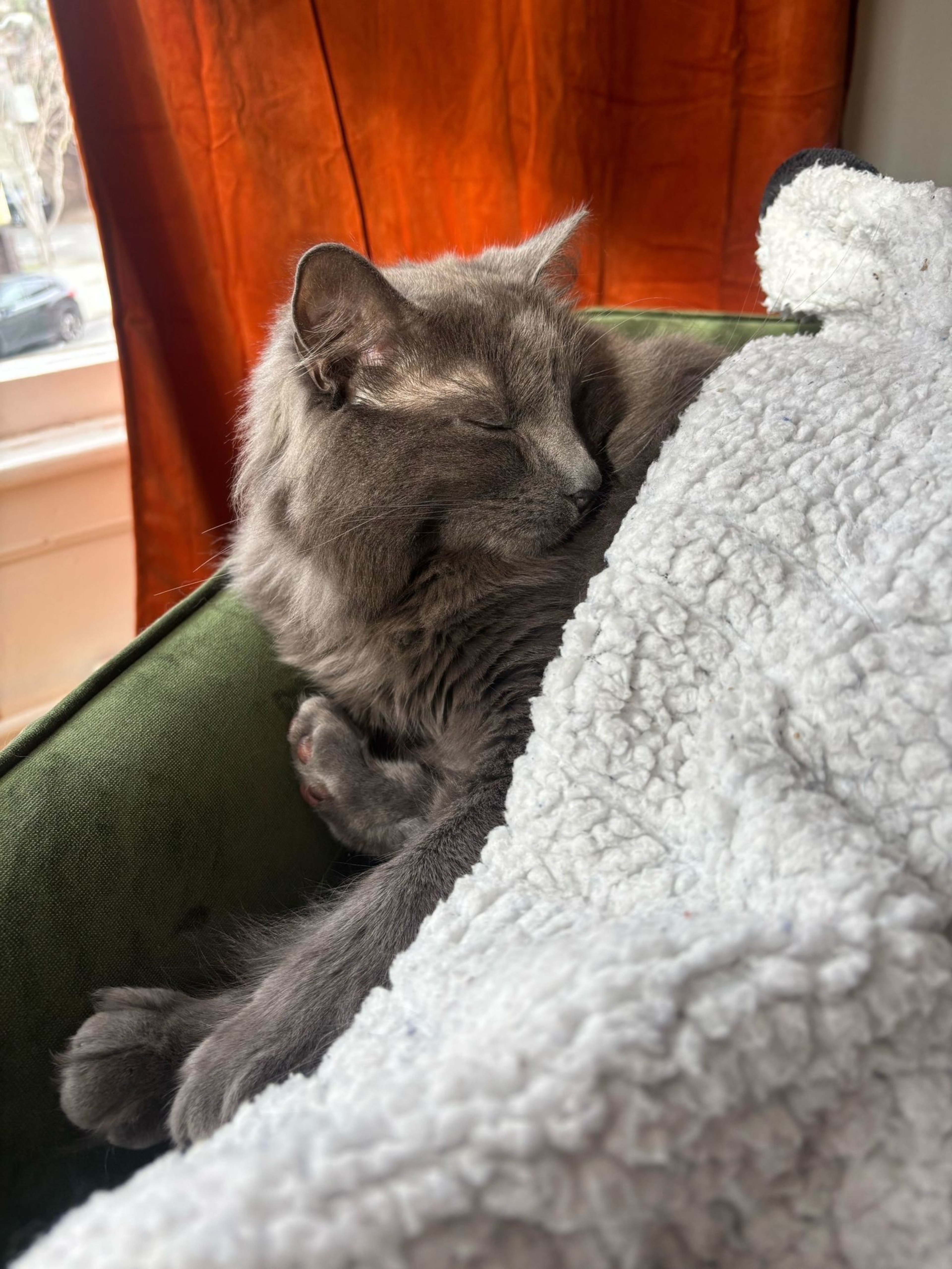 A fluffy gray cat is curled up and sleeping on a green couch, partially covered by a soft, white textured blanket with a window and orange curtains in the background.