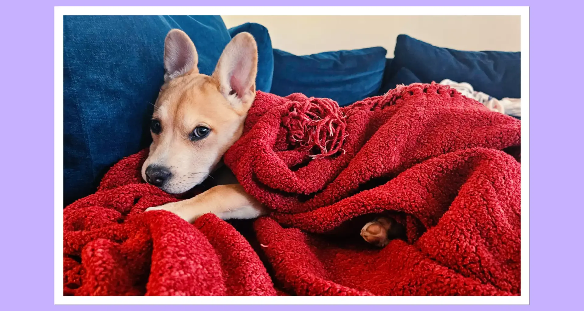 The San Francisco Standard