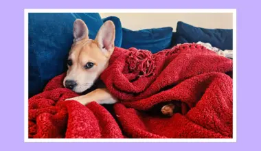 The San Francisco Standard