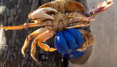 The San Francisco Standard