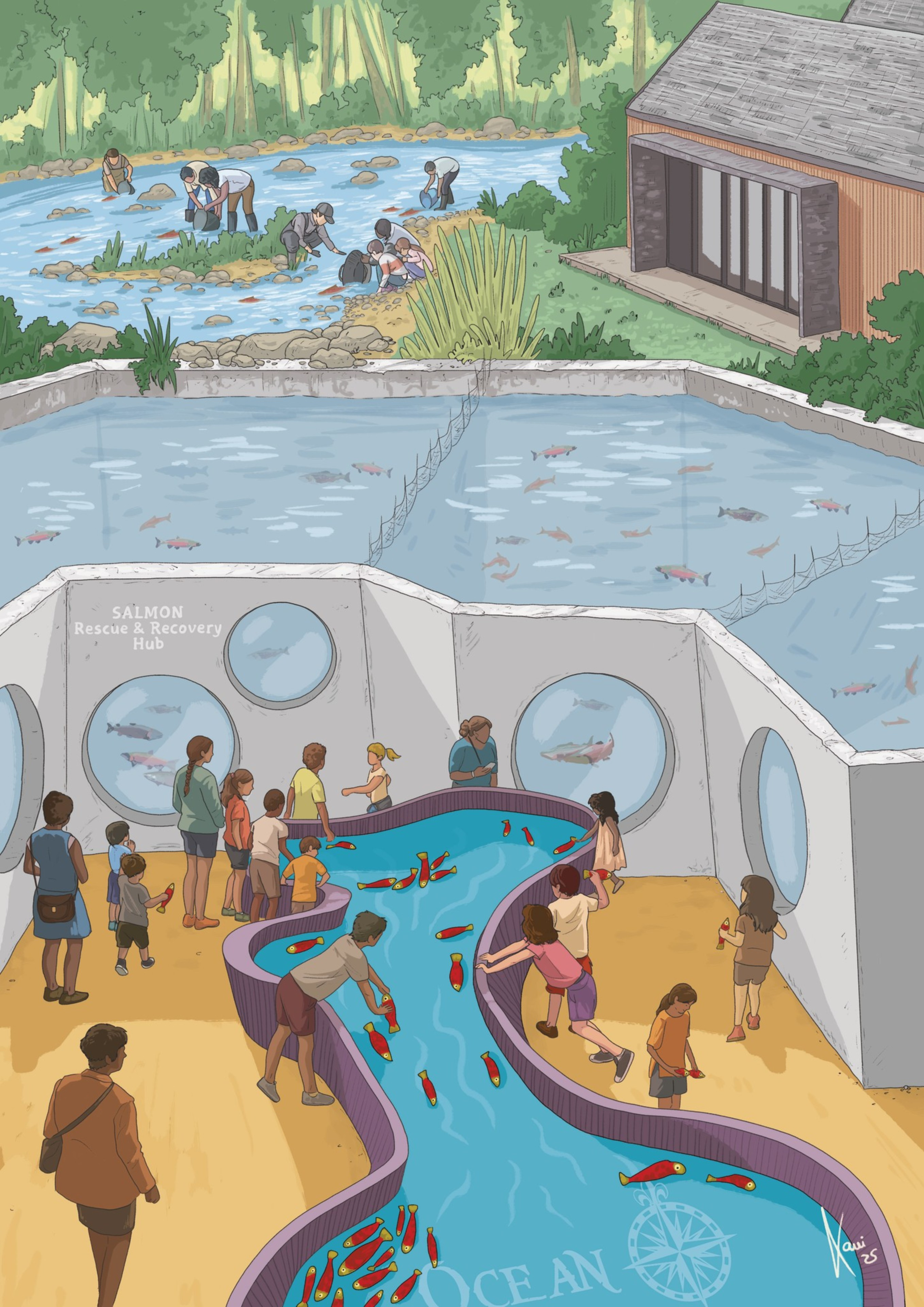 People observe and interact with salmon in an indoor educational stream and tanks, while others work in a river surrounded by trees at the Salmon Rescue & Recovery Hub.