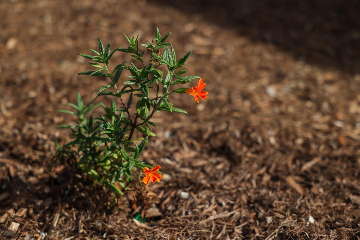 a drought resistant plant