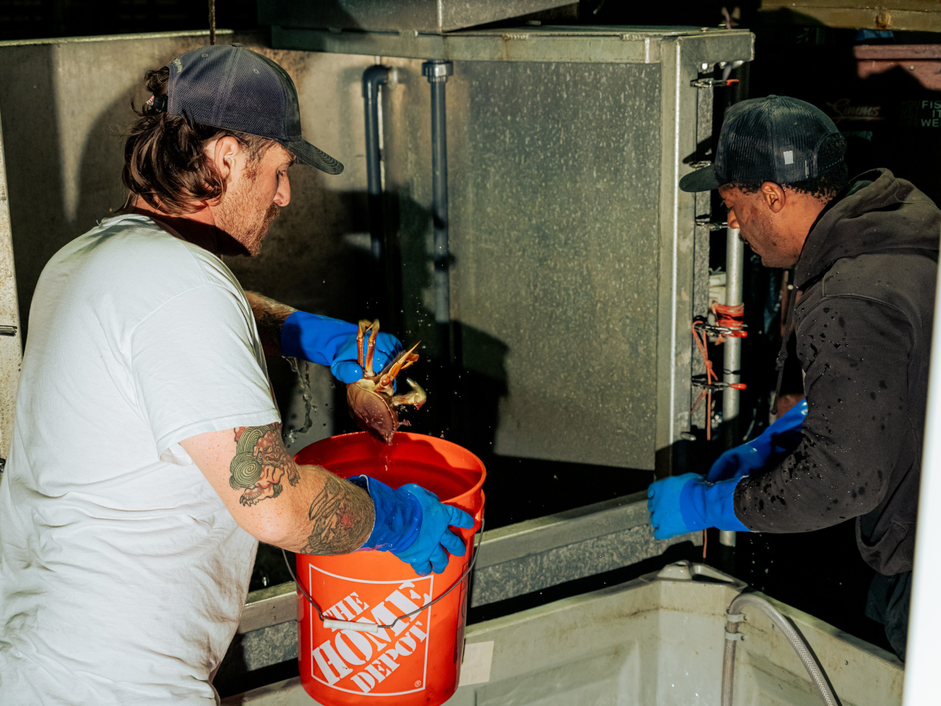 Two men wearing gloves and caps handle live lobsters, placing them into a bright orange Home Depot bucket on a working boat or dock.