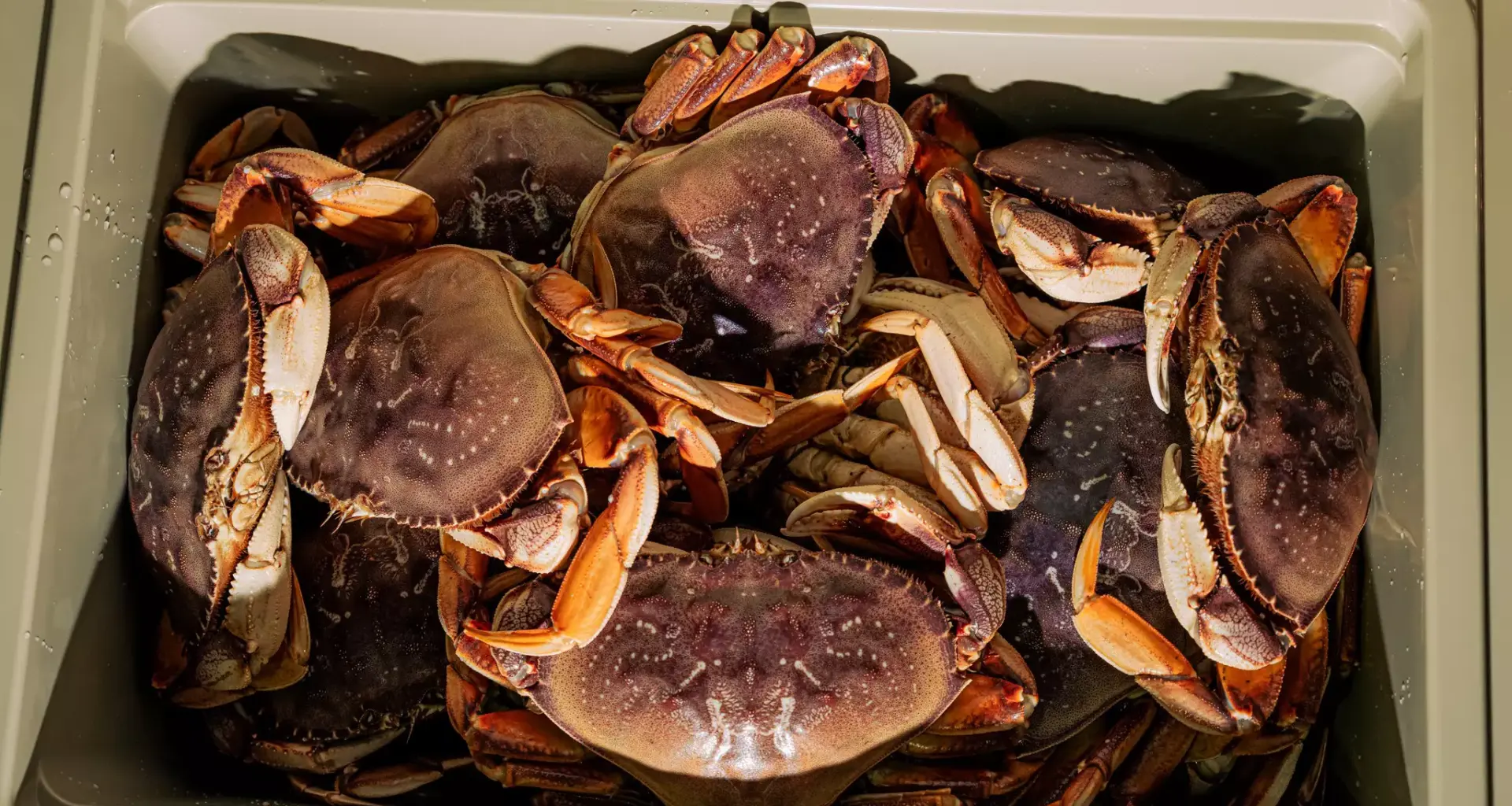 The San Francisco Standard