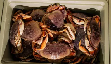 The San Francisco Standard