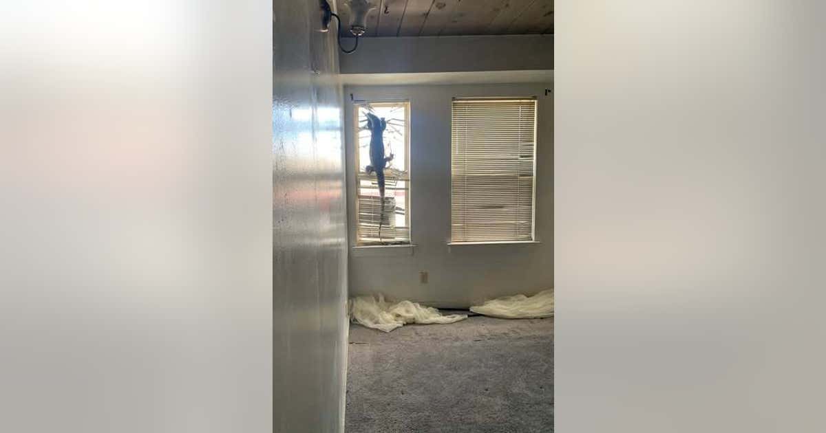 Tenants abandon 7-foot lizard in Alameda