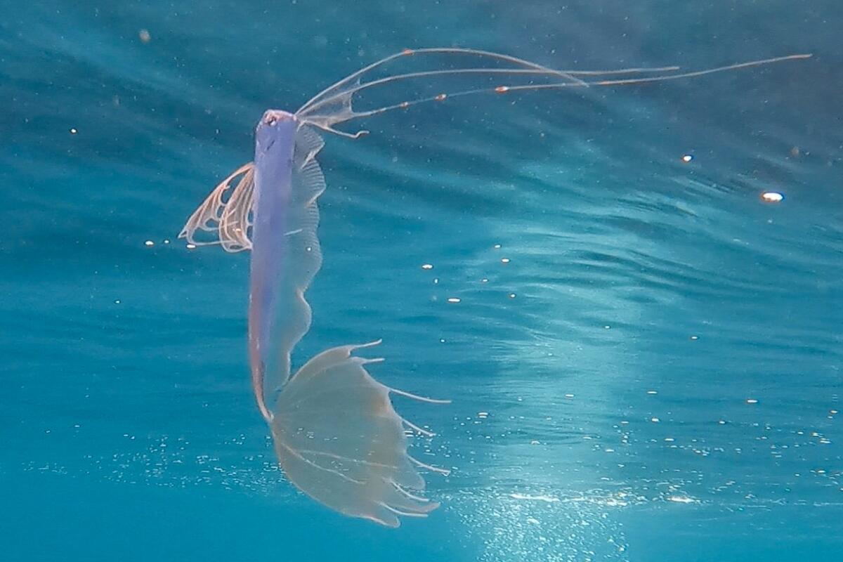 A translucent fish with lacy fins in blue waters