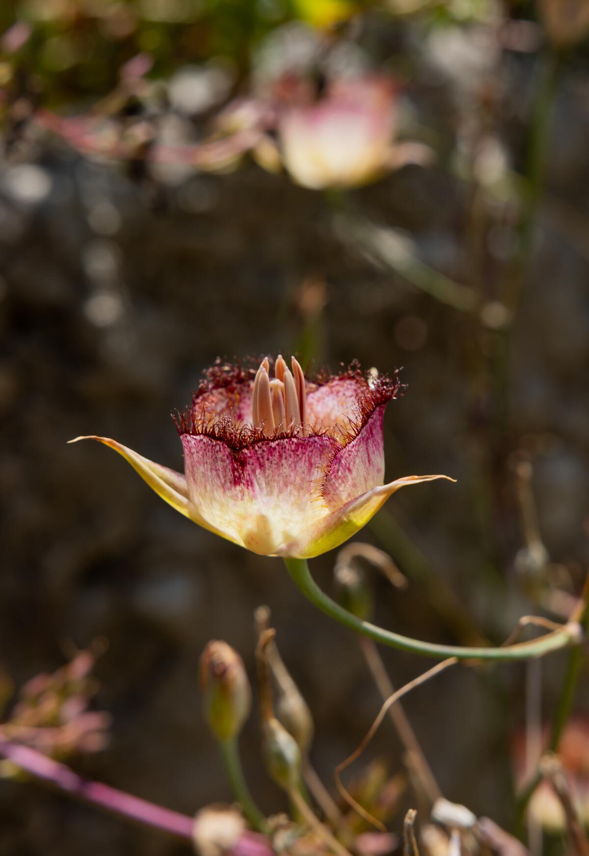 A dainty bowl-shaped flower with yellow and red petals on a slender stalk.