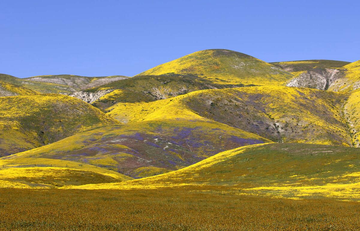 Fields of wildflowers paint the hills yellow, orange and purple.