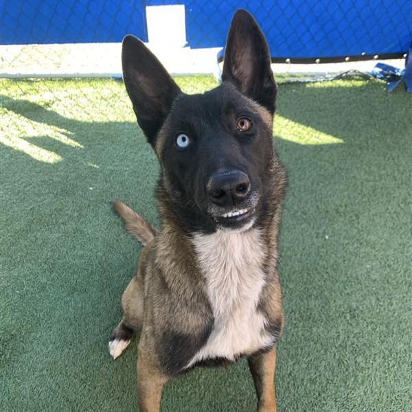 Nova is a 2-year-old, female, Belgian Malinois. (Photo courtesy of...