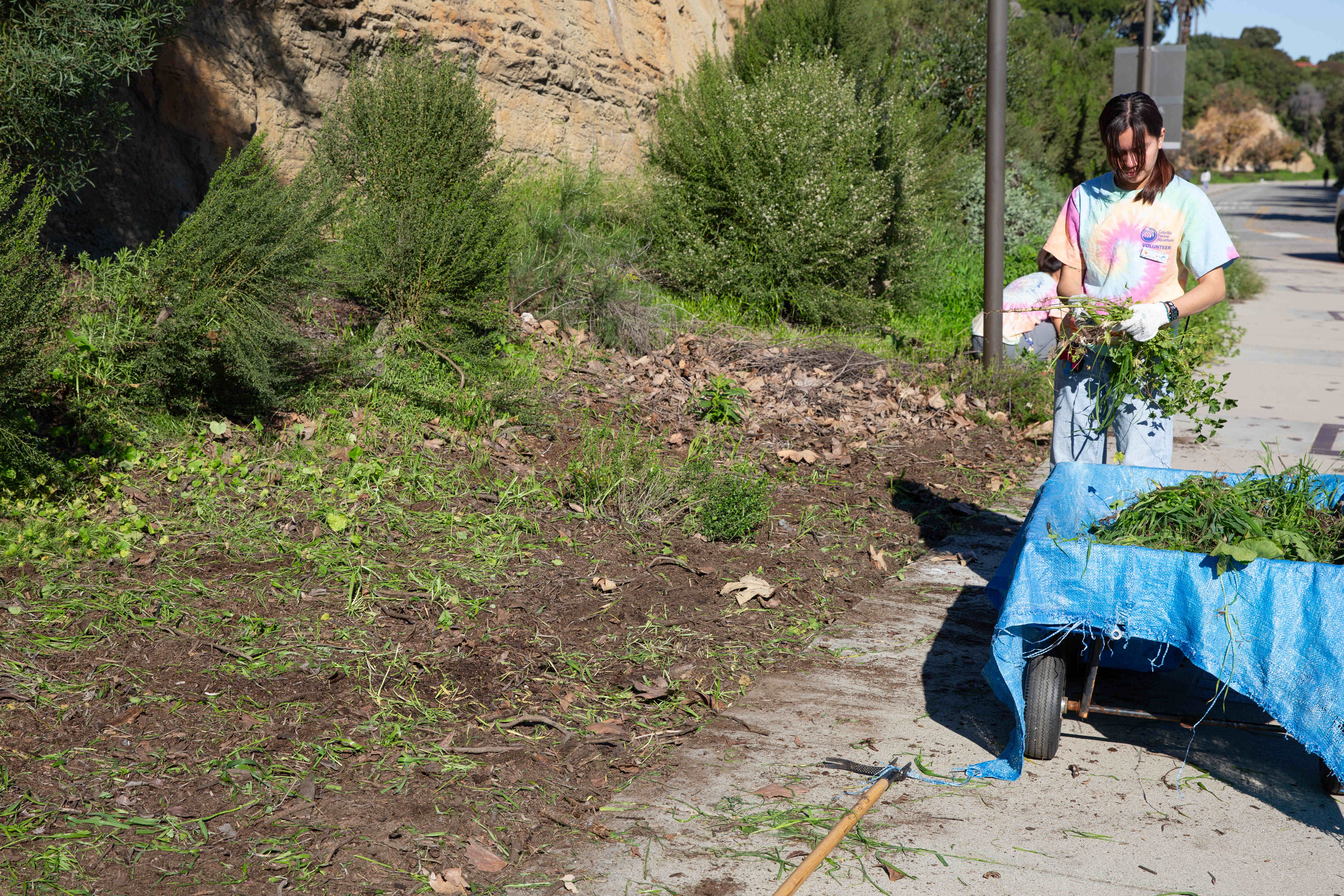 Aquarium staff member Ixchel Sanchez carries a bundle of pulled...