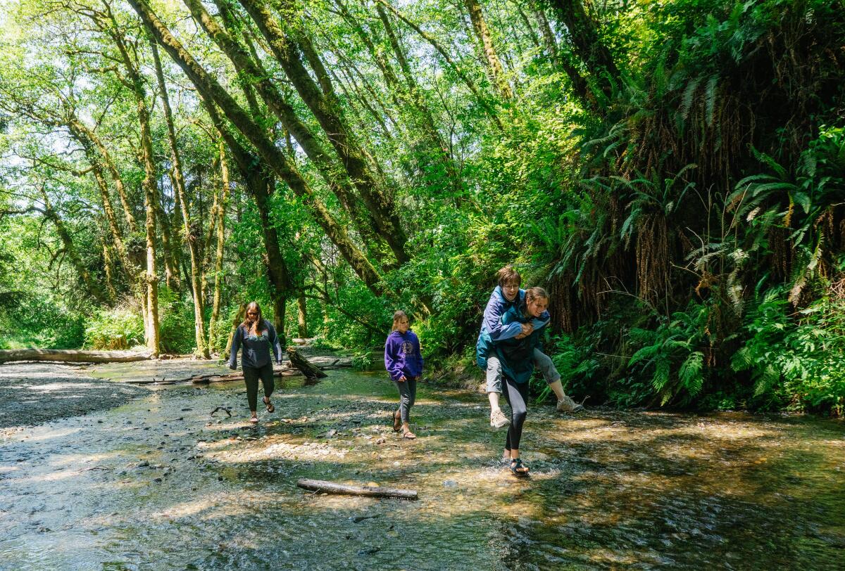 Campers hike through the Fern Canyon Trail in Prairie Creek Redwoods State Park in Orick 