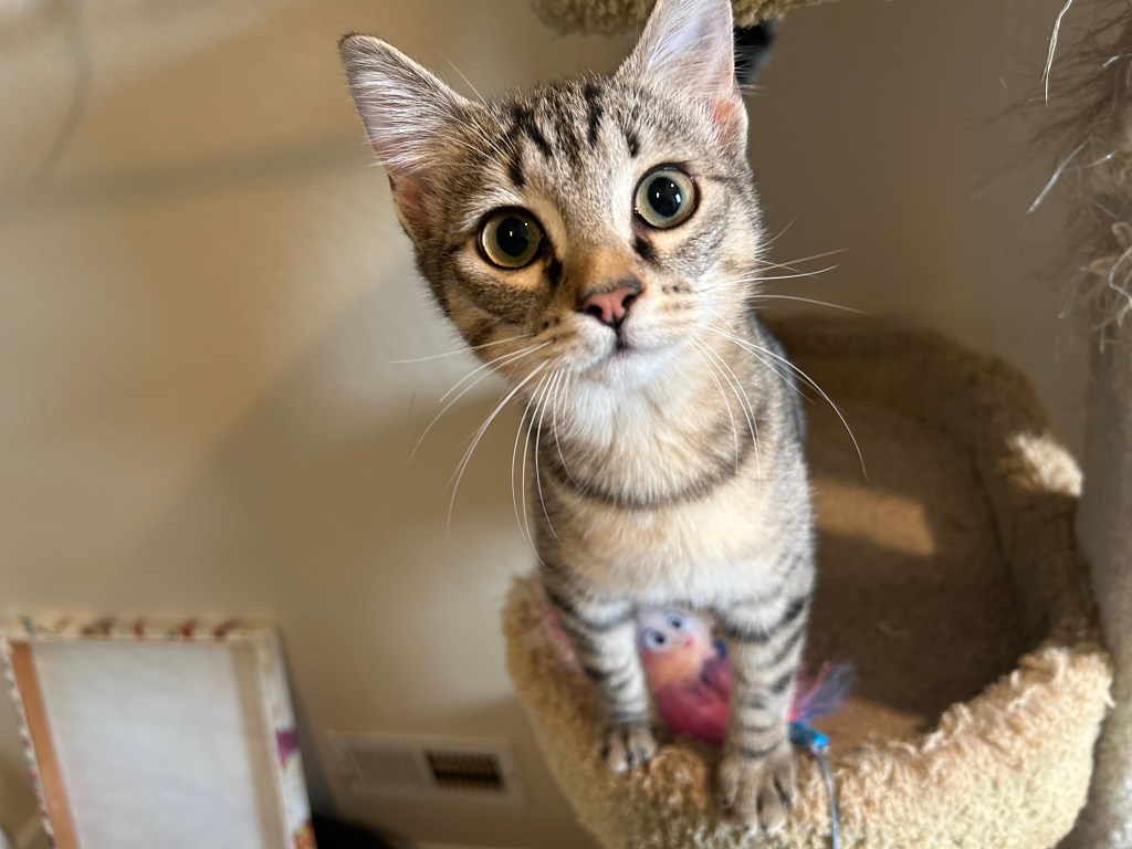 East Bay pets of the week for Jan. 23