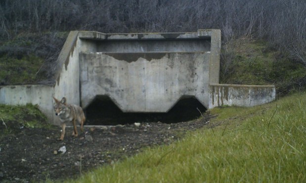 A trap camera, a camera that is triggered by motion, captures a coyote using a culvert along highway 101 to move about the area. The camera is part of a wildlife study. (Courtesy of Peninsula Open Space Trust)