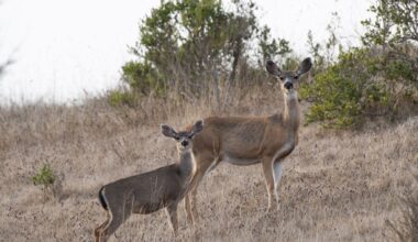 Coyote Valley’s plan for wildlife crossings – Monterey Herald