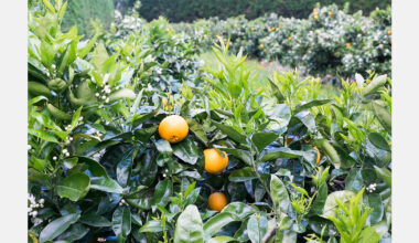 California citrus shows fog-related damage in Fresno County