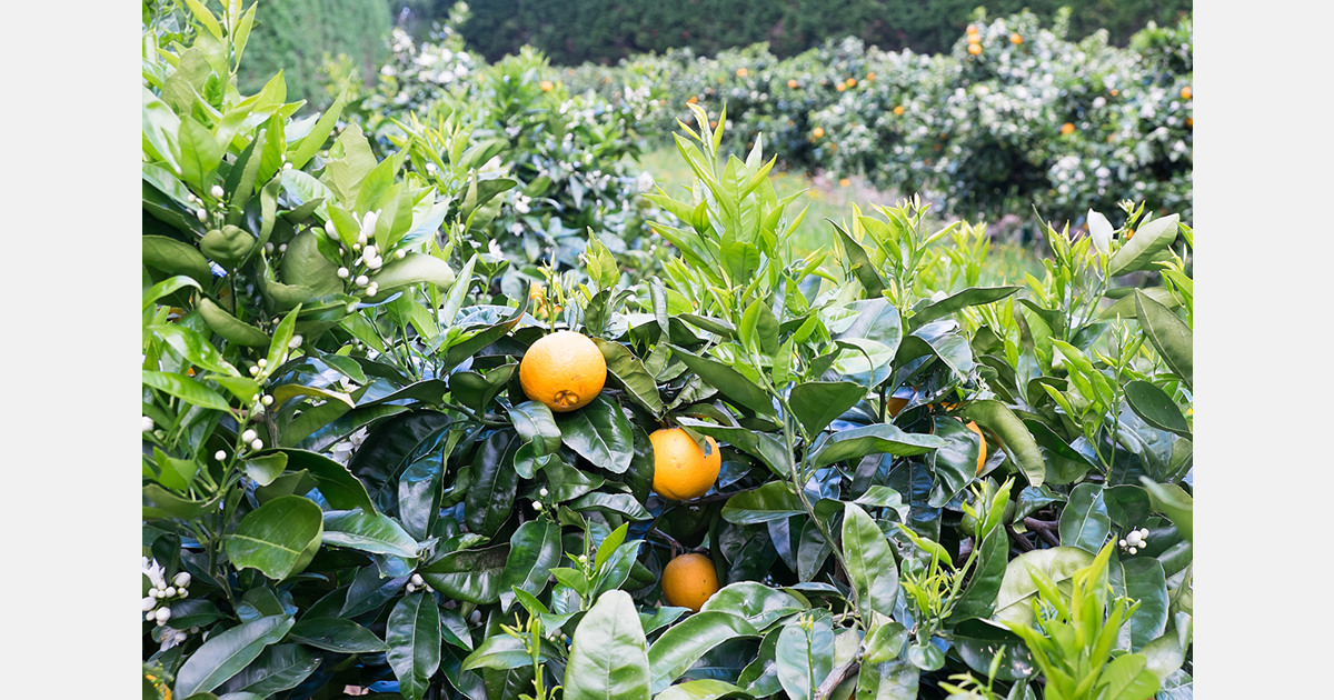 California citrus shows fog-related damage in Fresno County