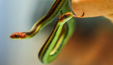 California snake endangered since the 1960s prepares to make a comeback