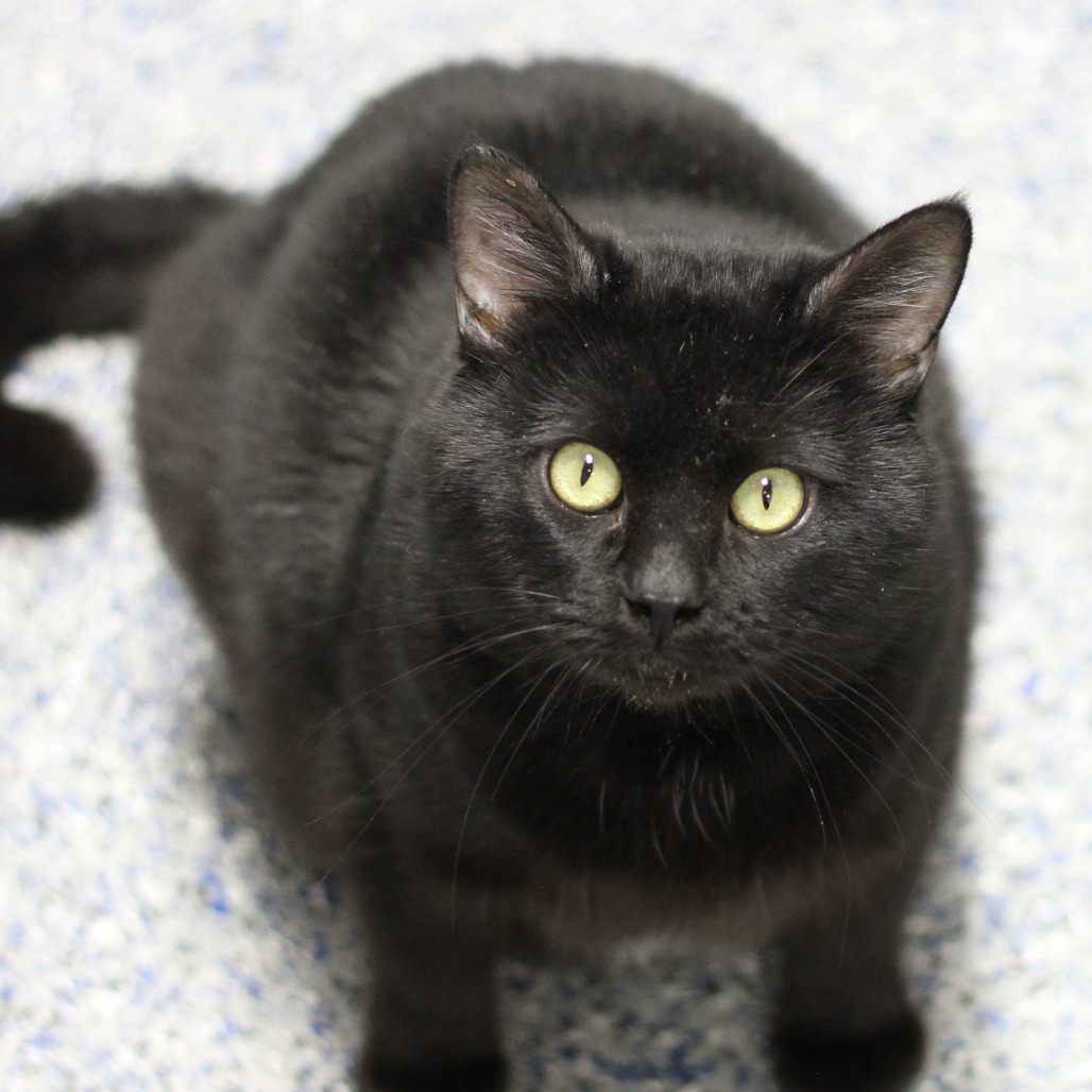 Yang is a 2-year-old, male, black, domestic shorthair cat. (Photo...