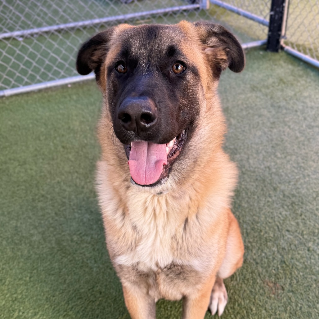 Rolo is a 6-month-old, male, black and tan, shepherd mix....