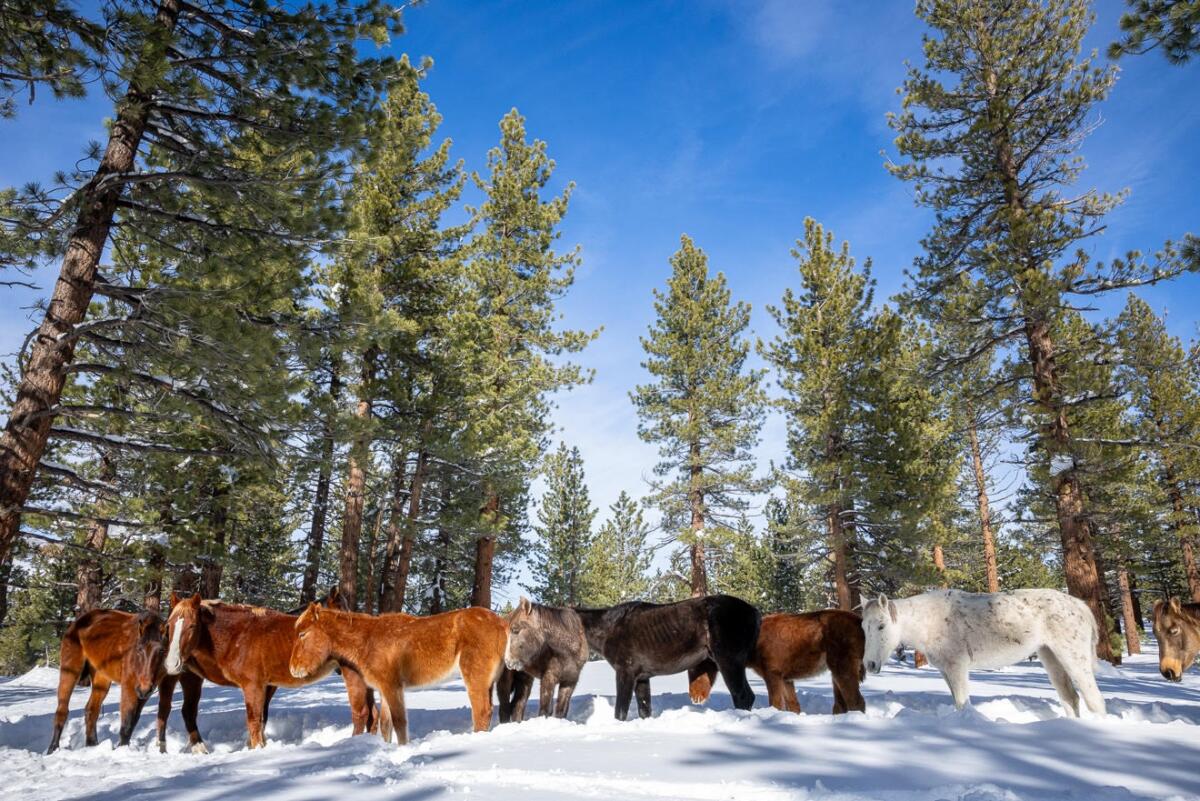 Starving wild horses stuck in snow