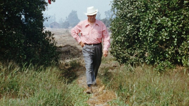 Walt Disney surveys the Anaheim property that would become Disneyland before the park opened in 1955. (Courtesy of Disney)