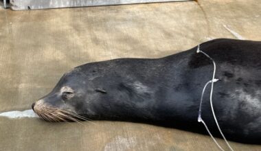 Sea lion recovering after being found with two bullets in his head