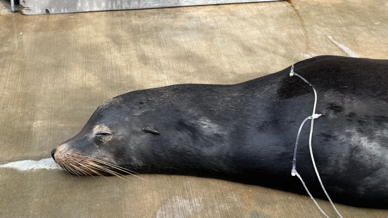 Sea lion recovering after being found with two bullets in his head