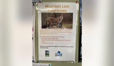 Mountain lion spotted in San Francisco's Pacific Heights neighborhood