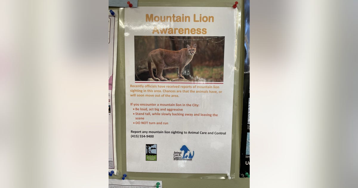 Mountain lion spotted in San Francisco's Pacific Heights neighborhood